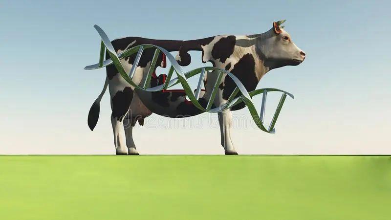 的转基因鲑鱼上市,这也被记载为第一种获准人类使用的转基因动物食 