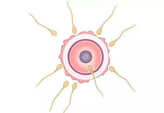 試管嬰兒不受精怎麼辦