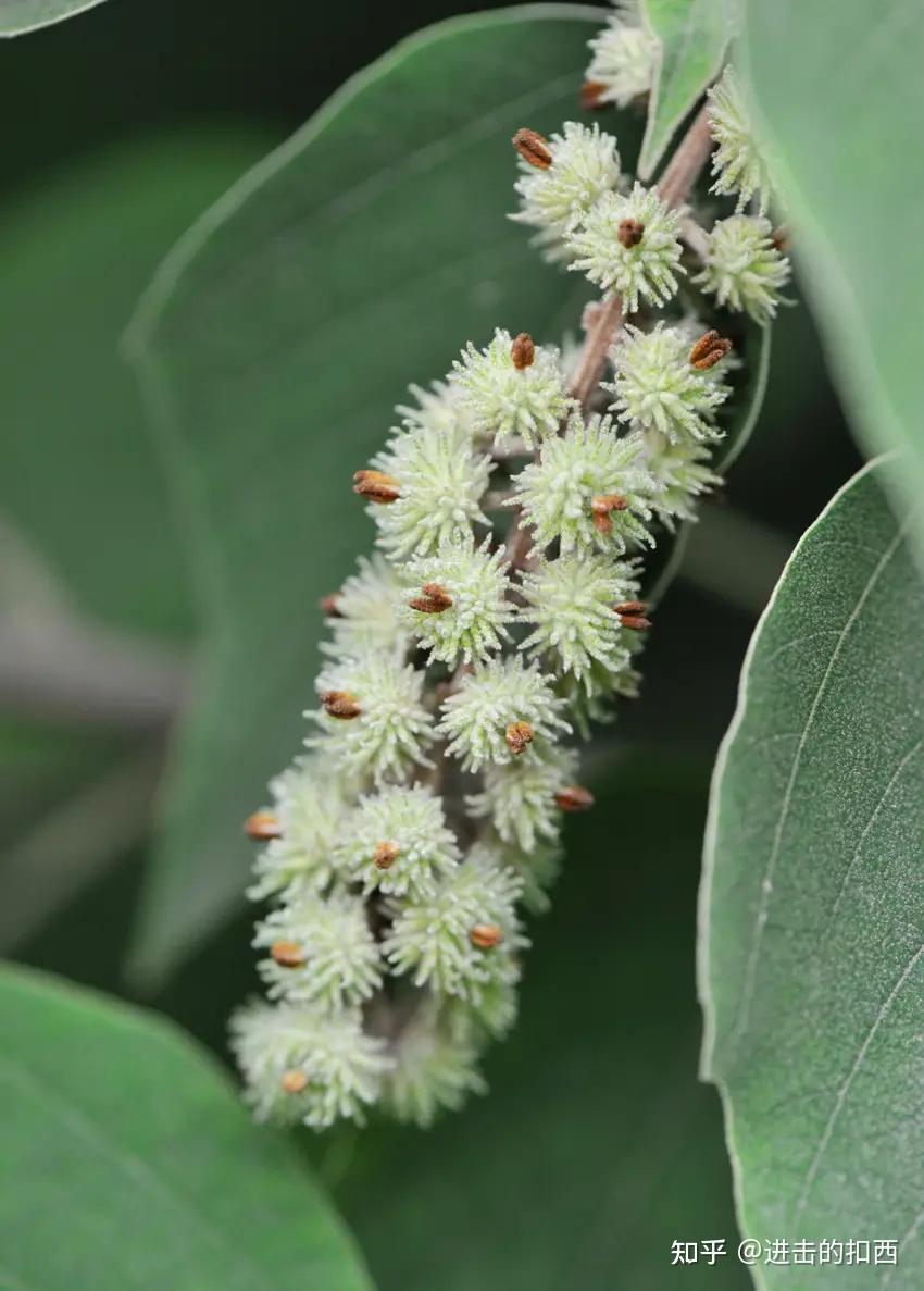 岭南草药坊 第三十四期 【白背叶根】