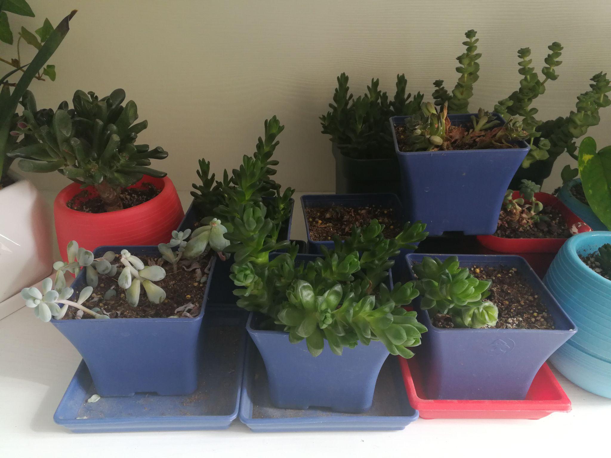 胰岛素分两次打,临时基础175%三小时,血糖仪和手机测糖软件扫出来的