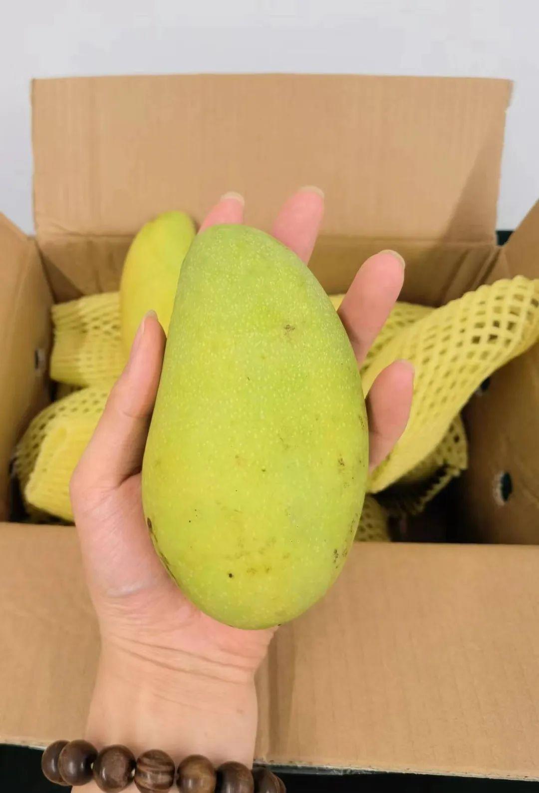价格大跌199元一大箱包邮肉厚多汁的海南金煌芒嫩滑无筋简直太爽了