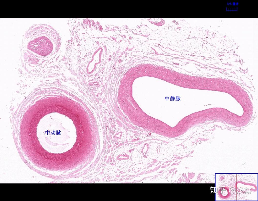 医学生组胚实验考试复习切片（库存更新完毕，后续根据需求更新） - 知乎