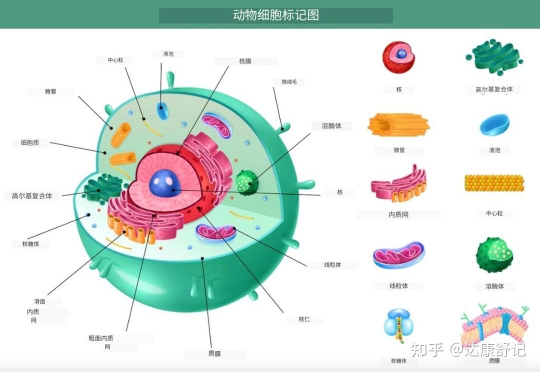  细胞生物学基础之细胞结构 - 知乎 Motiv 
