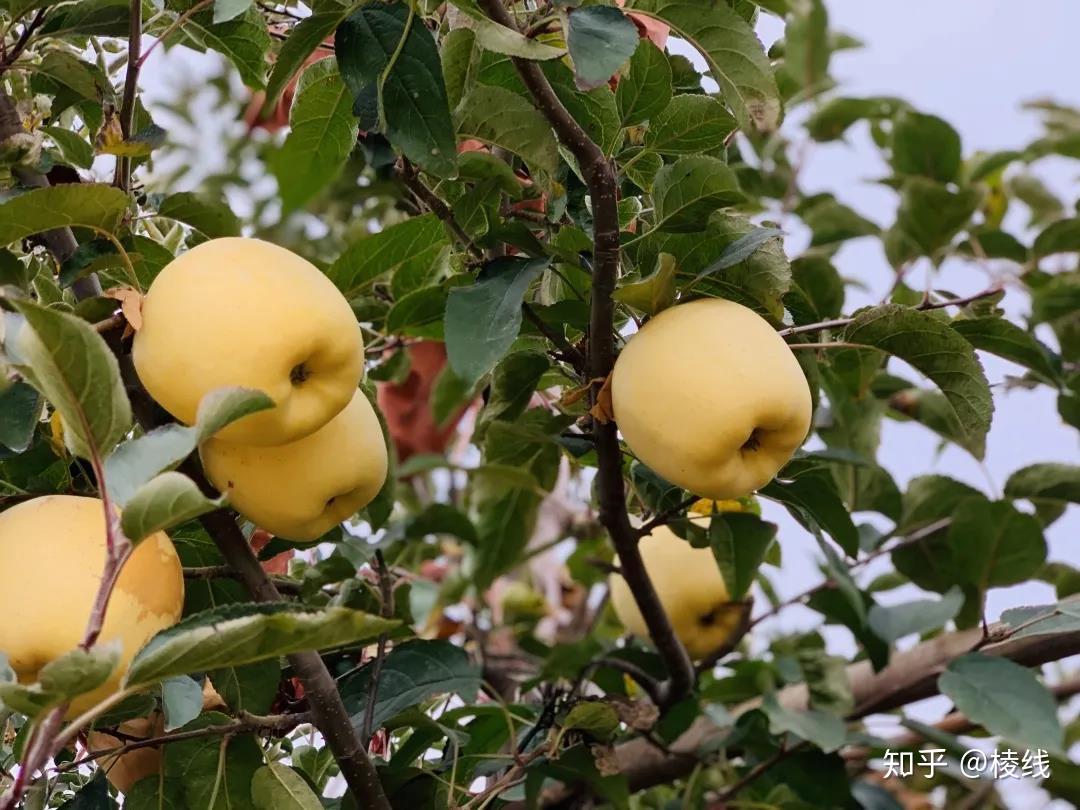 山东烟台维纳斯金星苹果
