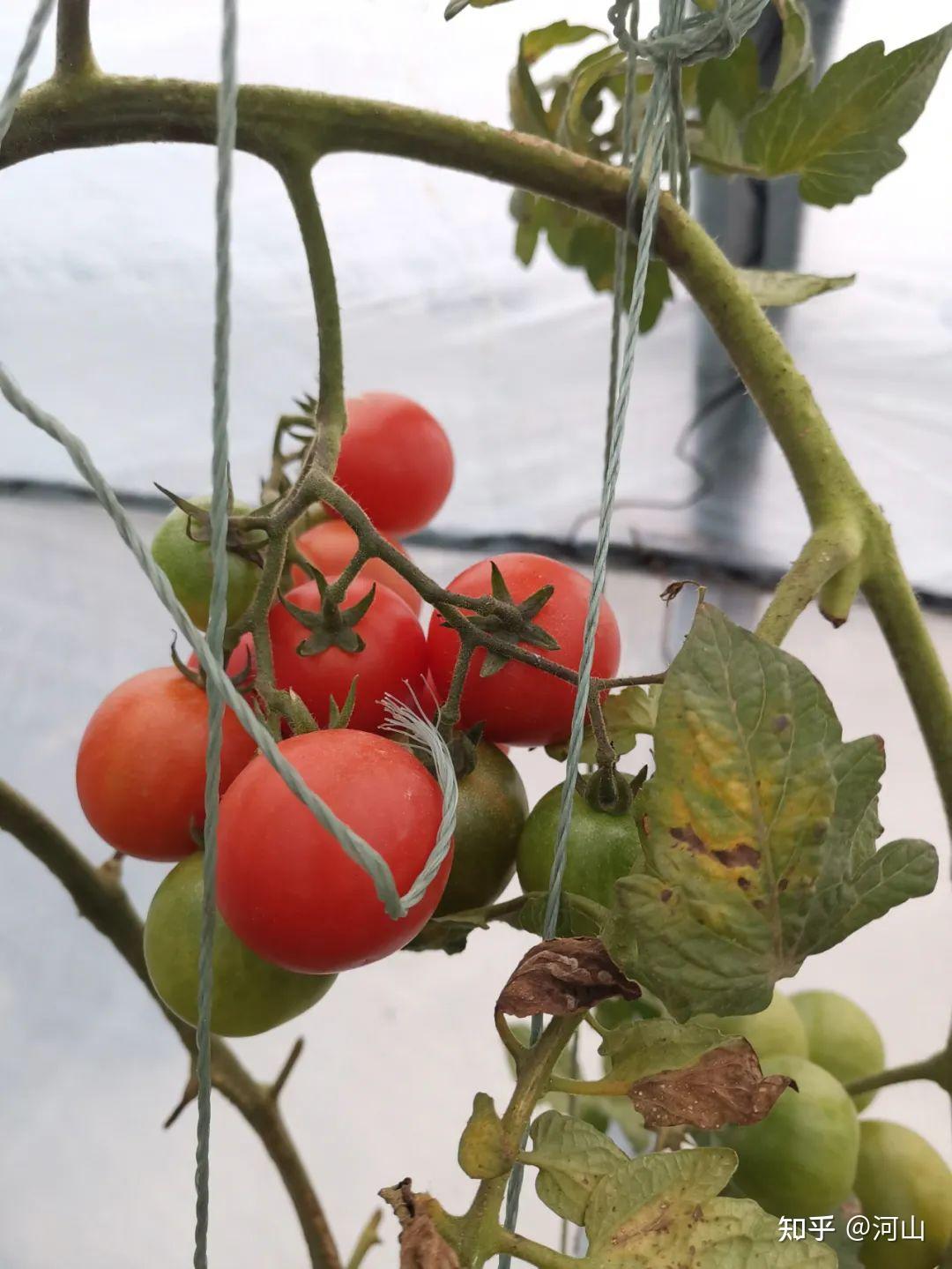 楼顶菜园十一月开启冬季模式