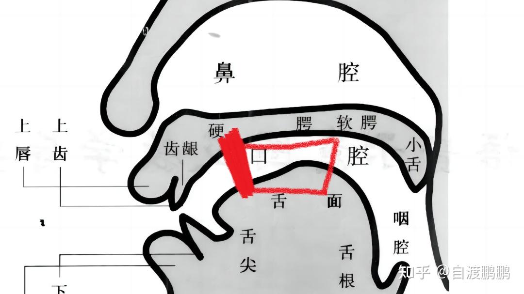 保持打开口腔状态:口腔开合力量四边形 - 知乎
