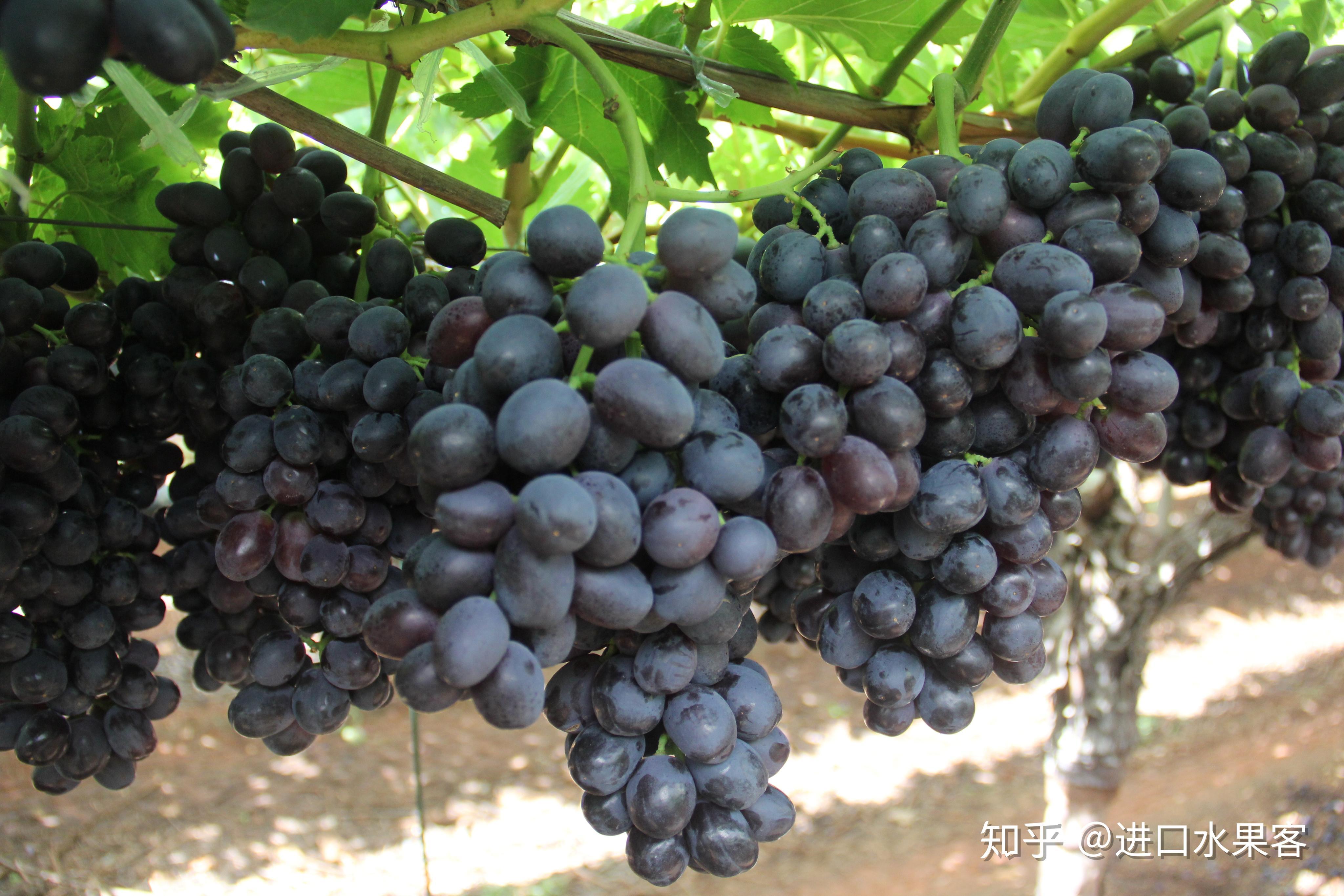 南非进口葡萄提子有哪些品种
