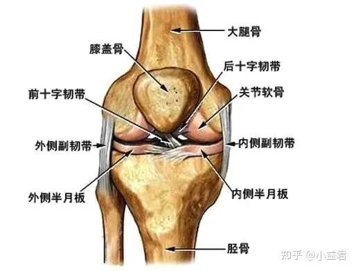 膝盖各部位名称图片