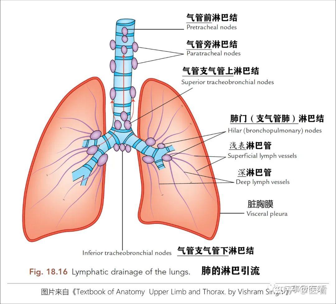 超清图 胸部解剖详细篇