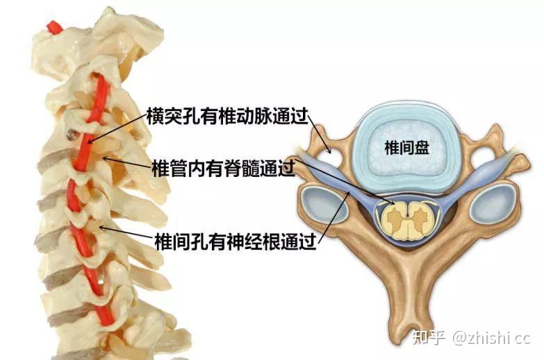 除第一颈椎和第二颈椎外,其他颈椎之间都夹有椎间盘