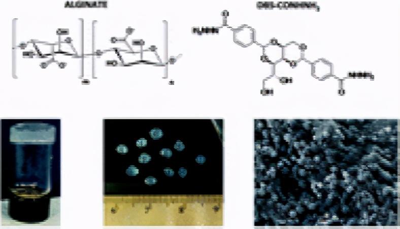 约克大学《Chemical Science》自组装的低分子量胶凝剂注射用微凝胶珠,用于生物活性剂的输送 - 知乎