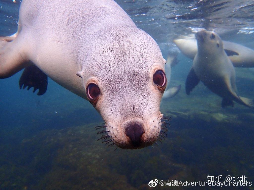 australiansealions澳洲海狮简介