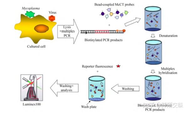 多重pcr技术解析与分享 知乎 0052