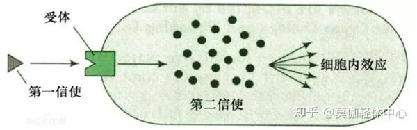 “认识一下,我叫第二信使” - 知乎