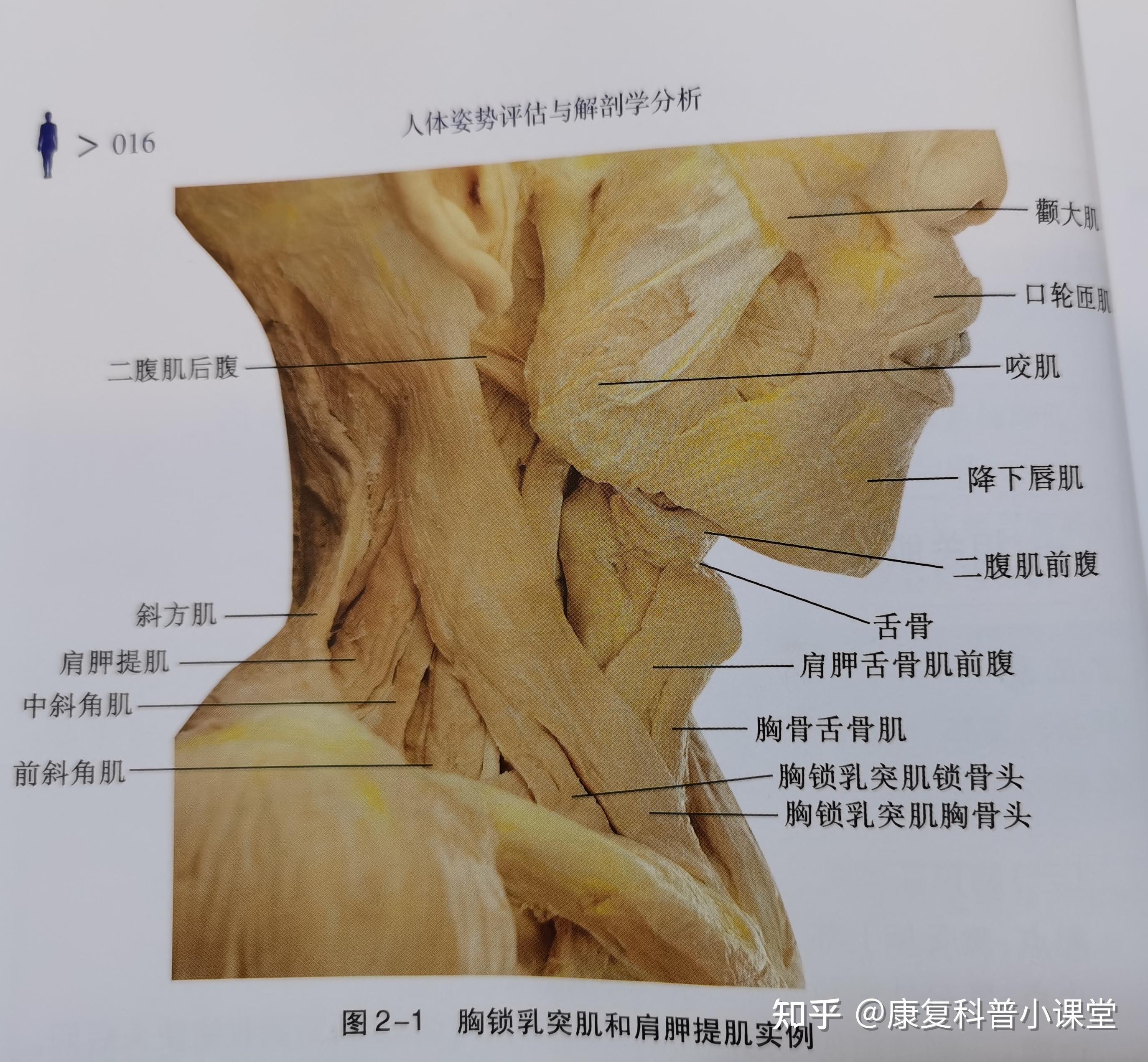 脖子肌肉解剖图图片