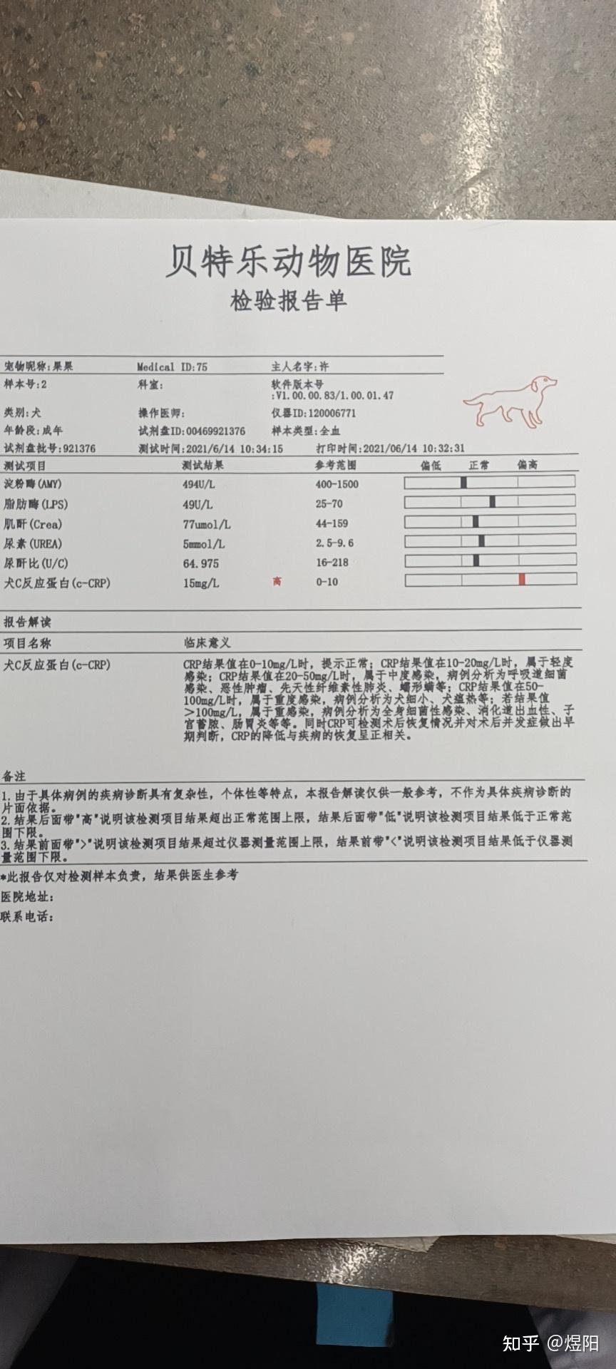 犬c反应蛋白15泰迪弟弟尿血了大夫说不一定治疗好