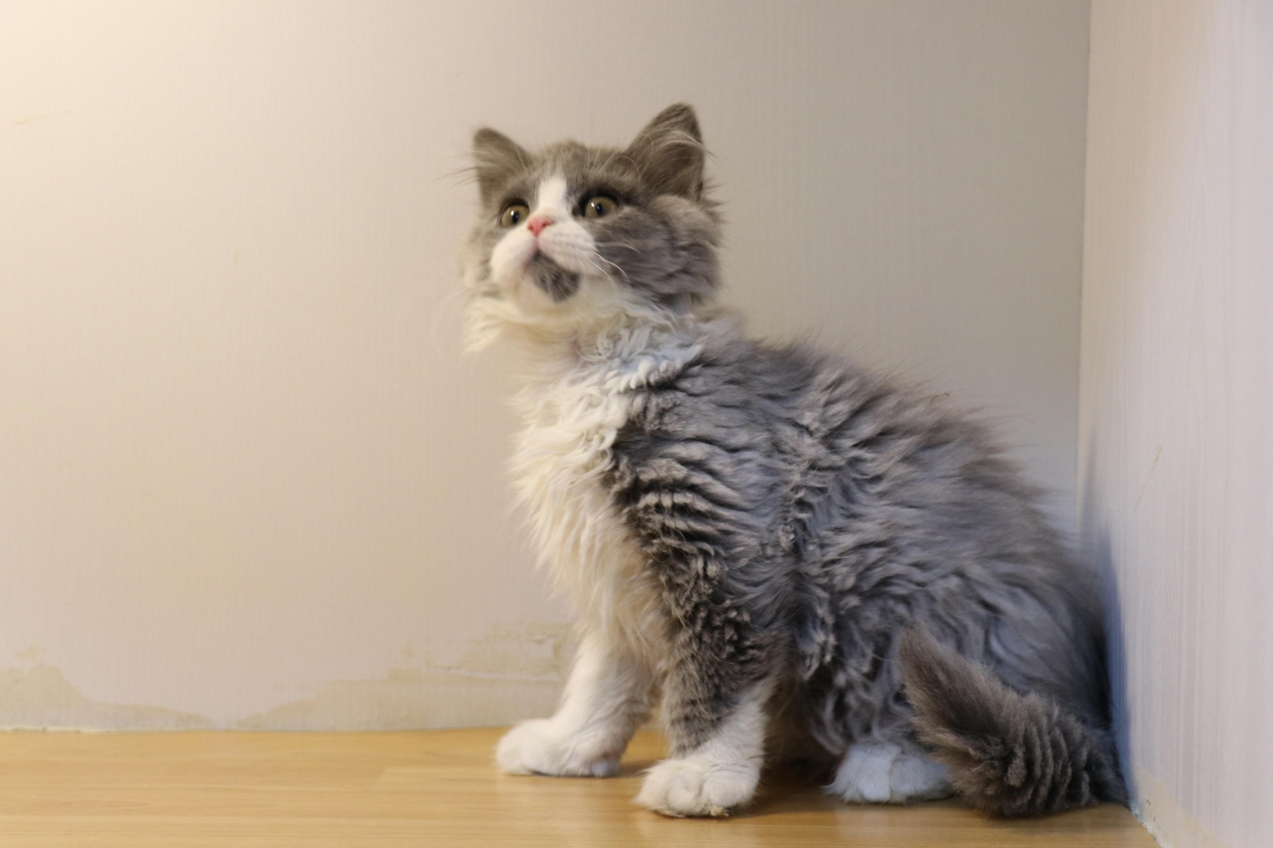 沐米宠物英国短毛猫蓝白母猫沐米猫舍英短