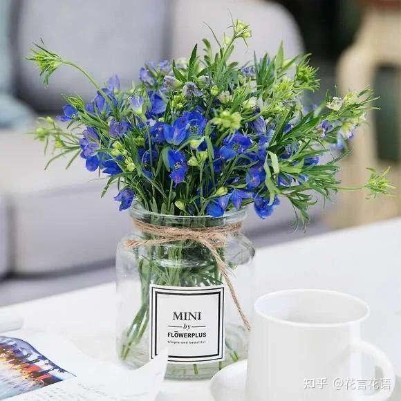 鲜切花小飞燕飞燕草养护