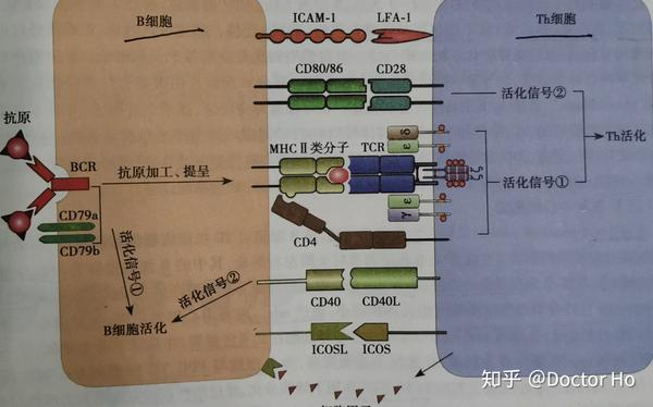 第九章b淋巴细胞 Ppt Download