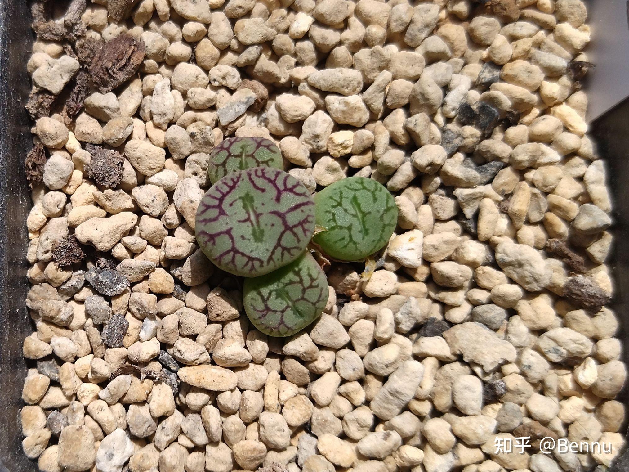 植物番杏科肉锥属清姬conophytumminimum