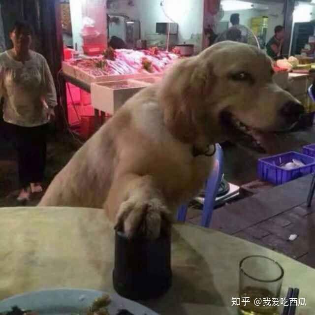 有没有戴眼镜的狗头头像? - 知乎