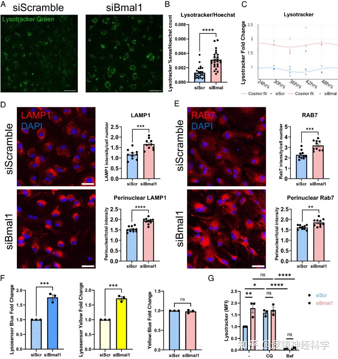 Pnas︱盛顿大学医学院团队发现生物钟蛋白bmal1影响星形胶质细胞的自噬和内溶酶体功能 知乎