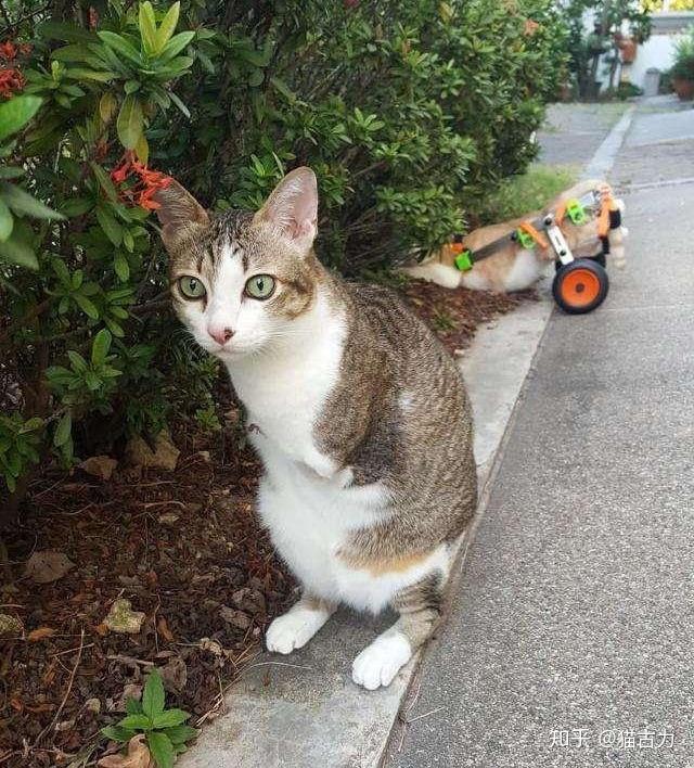 励志泰国7岁小猫遭电击后截肢只能直立行走好笑又心酸