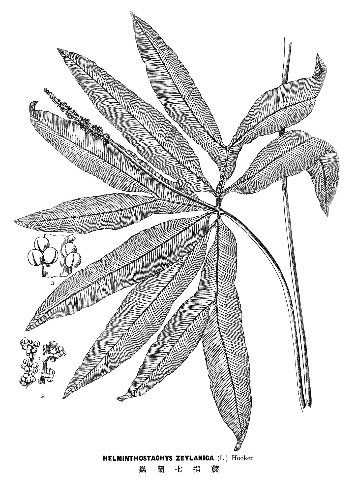 中国蕨类植物学的奠基人 秦仁昌 知乎