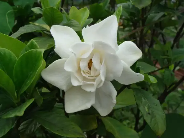 栀子花的种类以及盆景制作养护 - 知乎