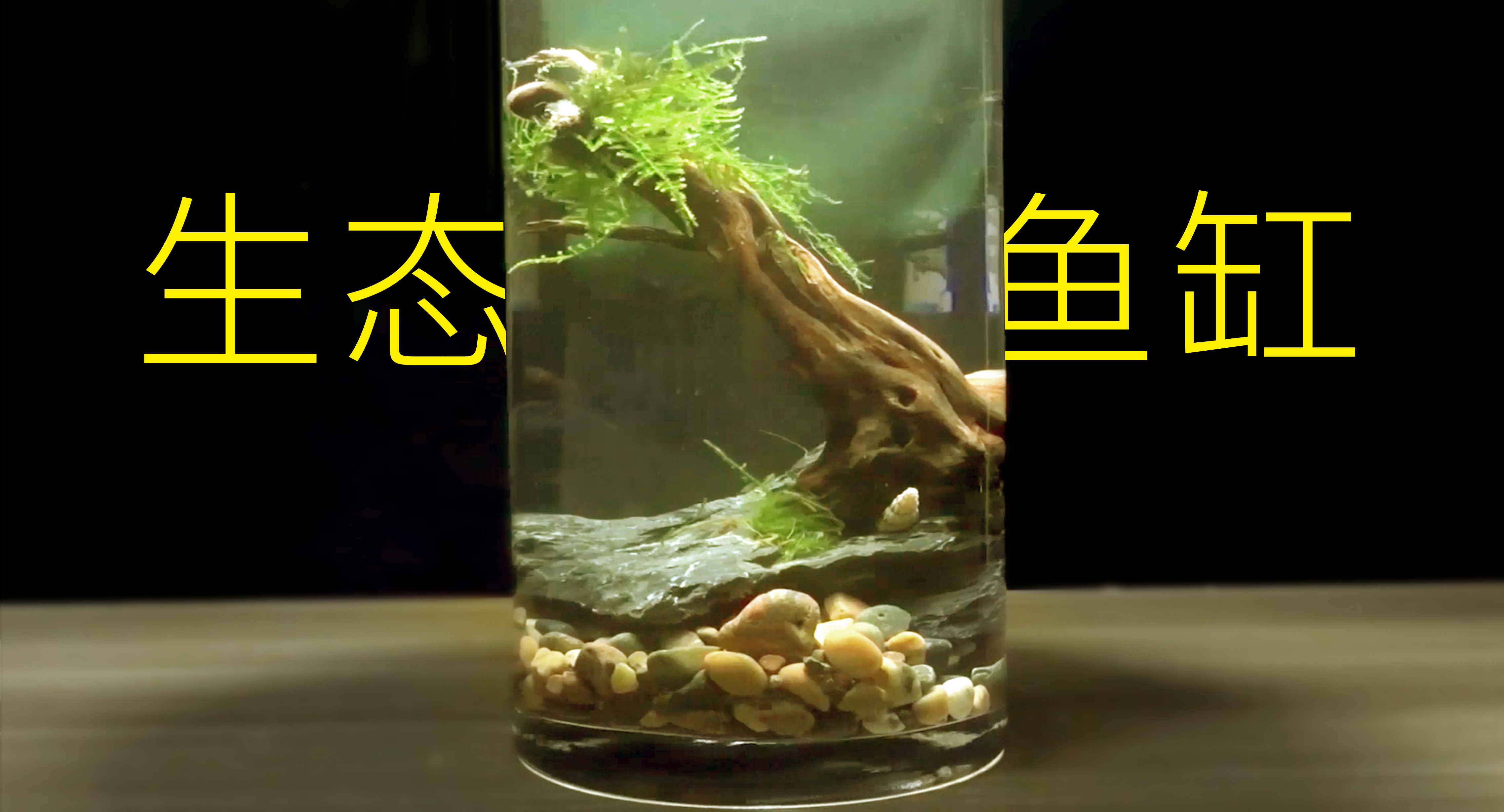 用舊物做精美魚缸,變廢為寶還不佔地方,成品真不錯!