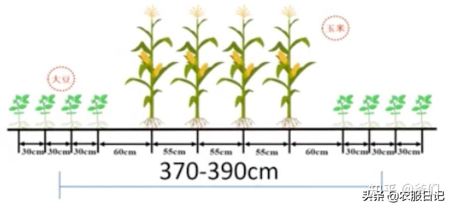 玉米种植密度对照表图片