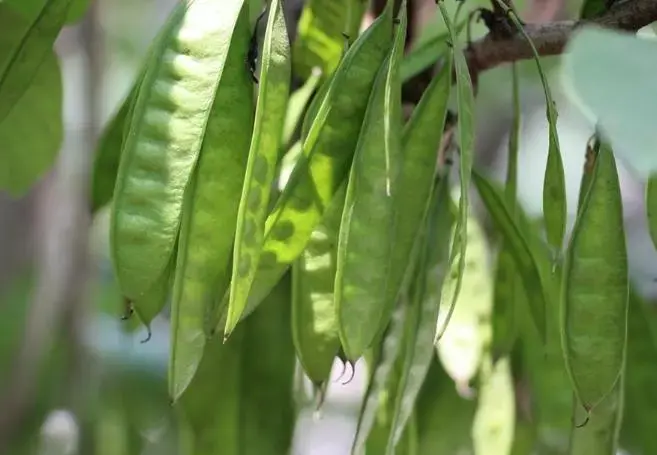 紫荆荚果【果实不同】紫荆花荚果扁狭长形,绿色,种子黑褐色,果期8月