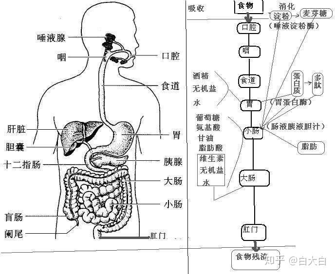 比如从小肠吸收入体内的过敏源,身体会通过血液循环运输到身体和外界