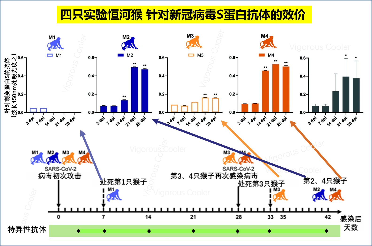 恒河猴抗原图片