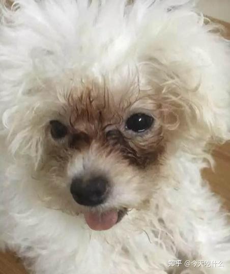 如果泰迪有泪腺炎,结膜感染感染等问题,导致经常流眼泪.