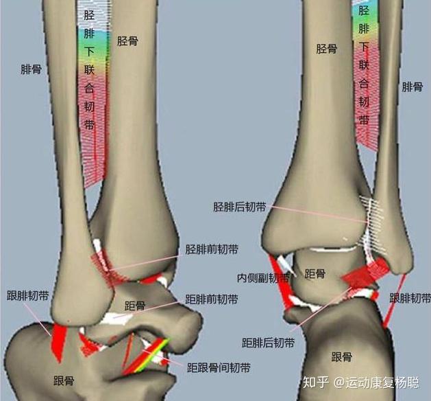 腓骨小头突出位置图图片