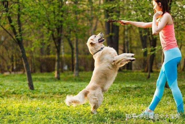 6步訓狗法讓新手養狗也能一步到位