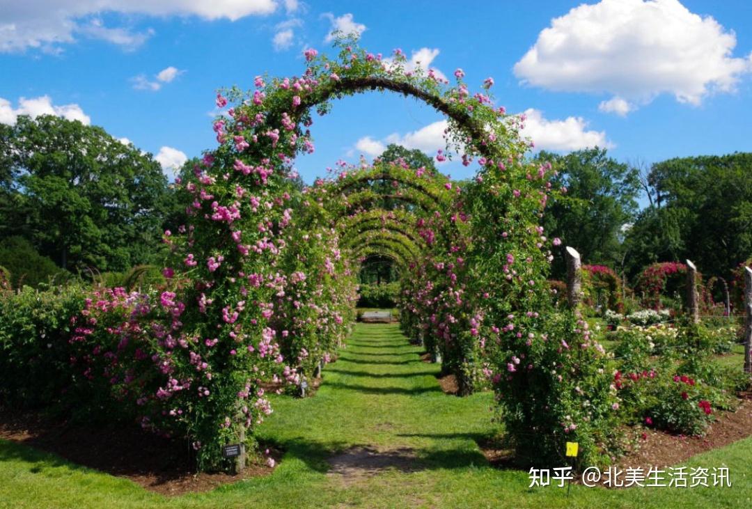 康州最大玫瑰花园开放全美top3的花园花和远方皆不可错过
