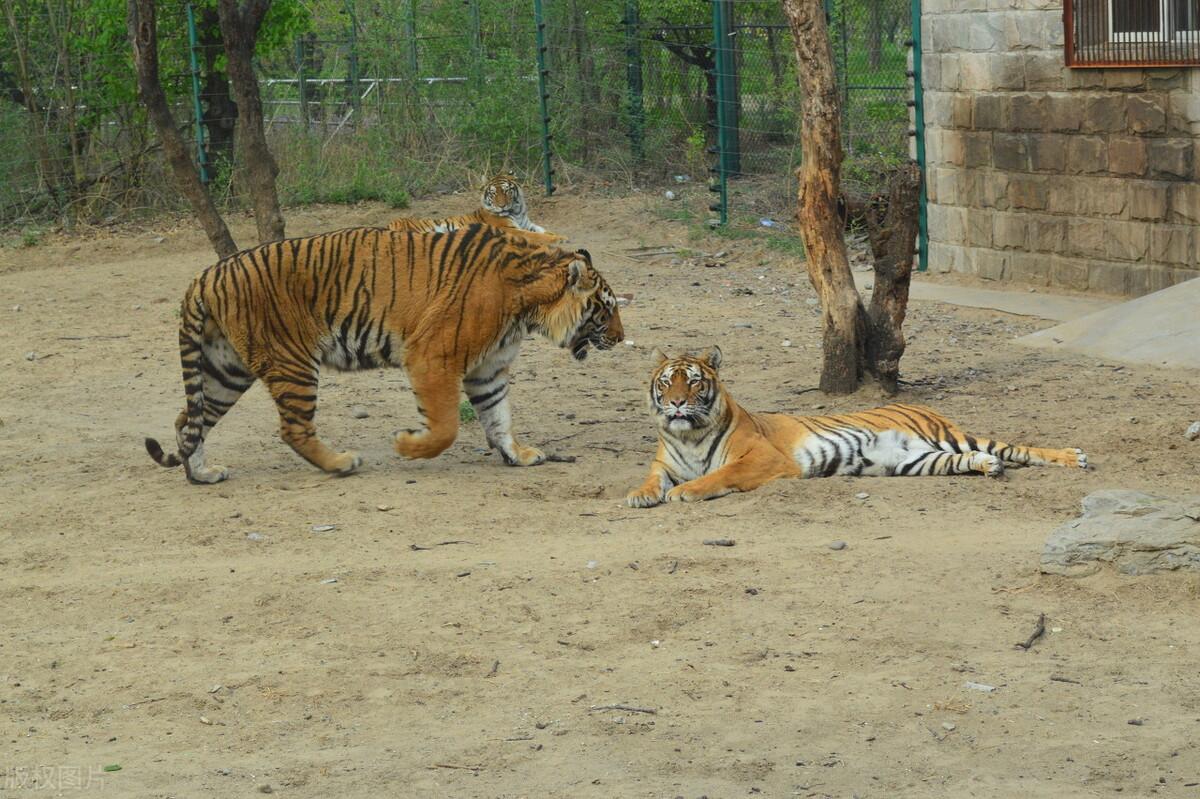 北京野生動物園遊覽攻略建議收藏