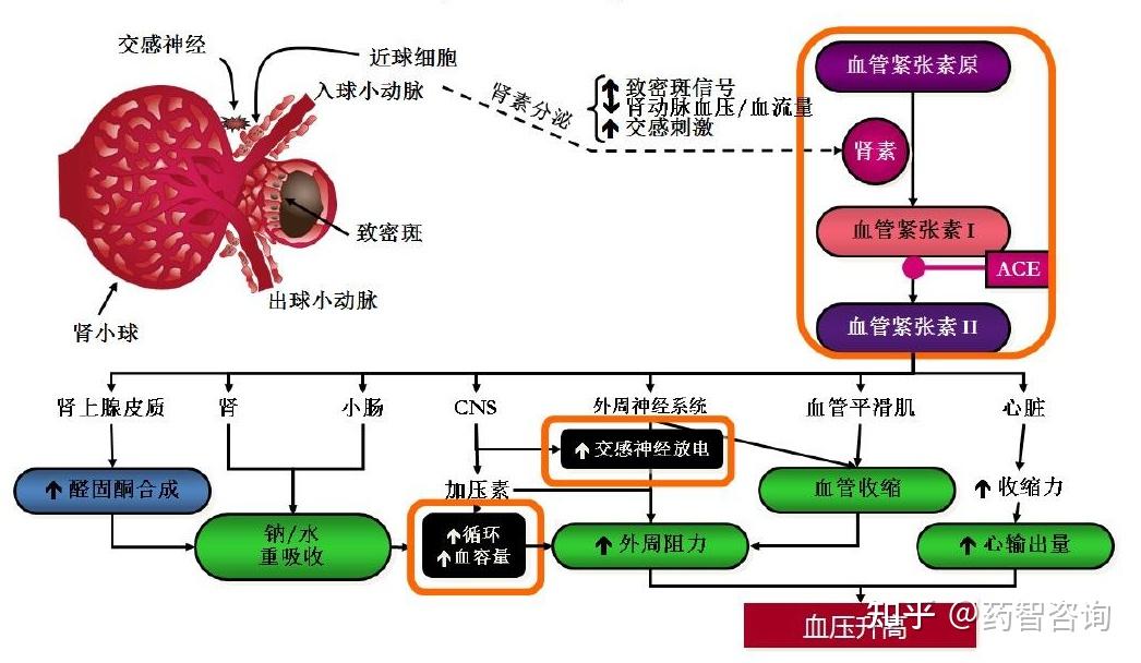 4.探究高血压常见的发病机制