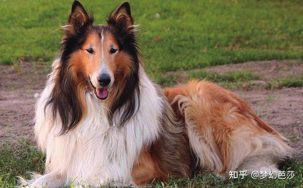 柯利牧羊犬价格图片