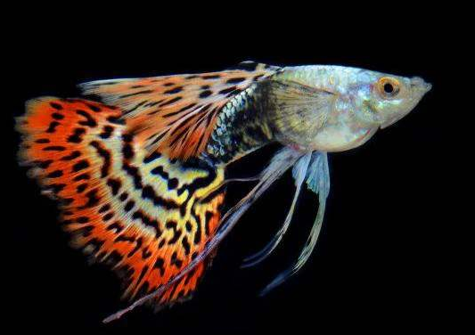孔雀鱼养不好大概是你没了解它们是如何来的由来源倒推养法
