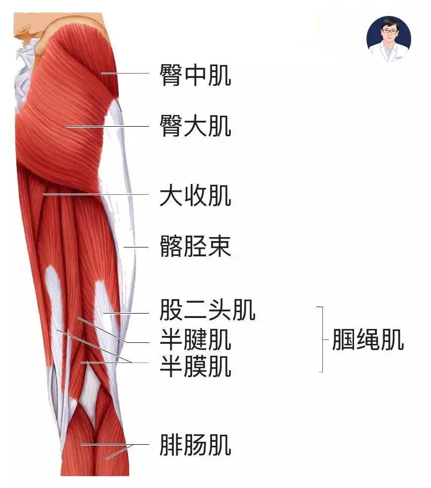 大腿变粗在膝超伸的角度下,大腿前侧的肌肉股四头肌始终处于收缩状态