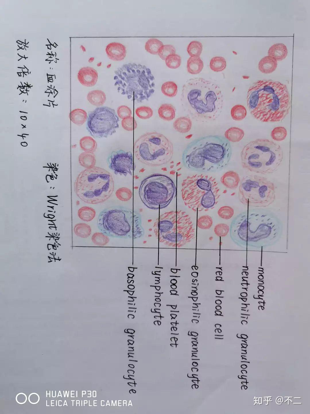 人血细胞显微镜手绘图图片