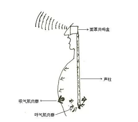 高音和低音的声带图图片