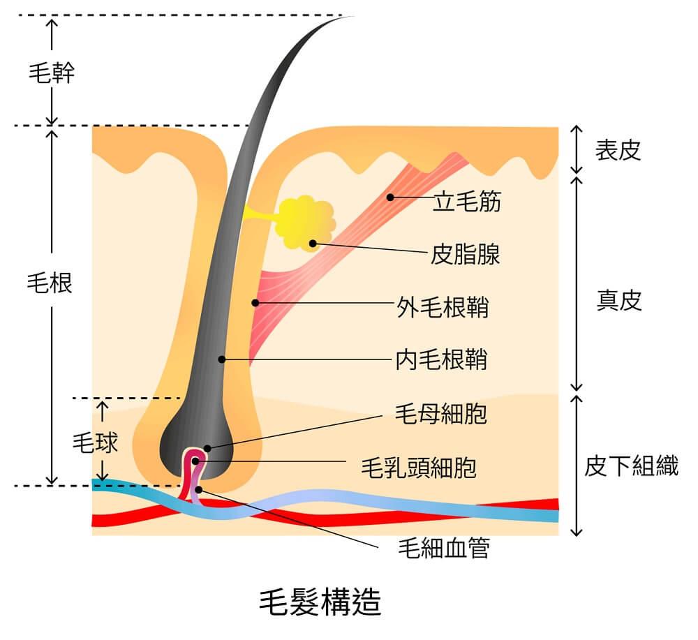 新品未使用 薄毛 脱毛 多毛の原因判明 岡英一著 毛髪化学研究所