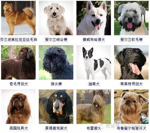 178种狗狗,你认识多少? - 知乎