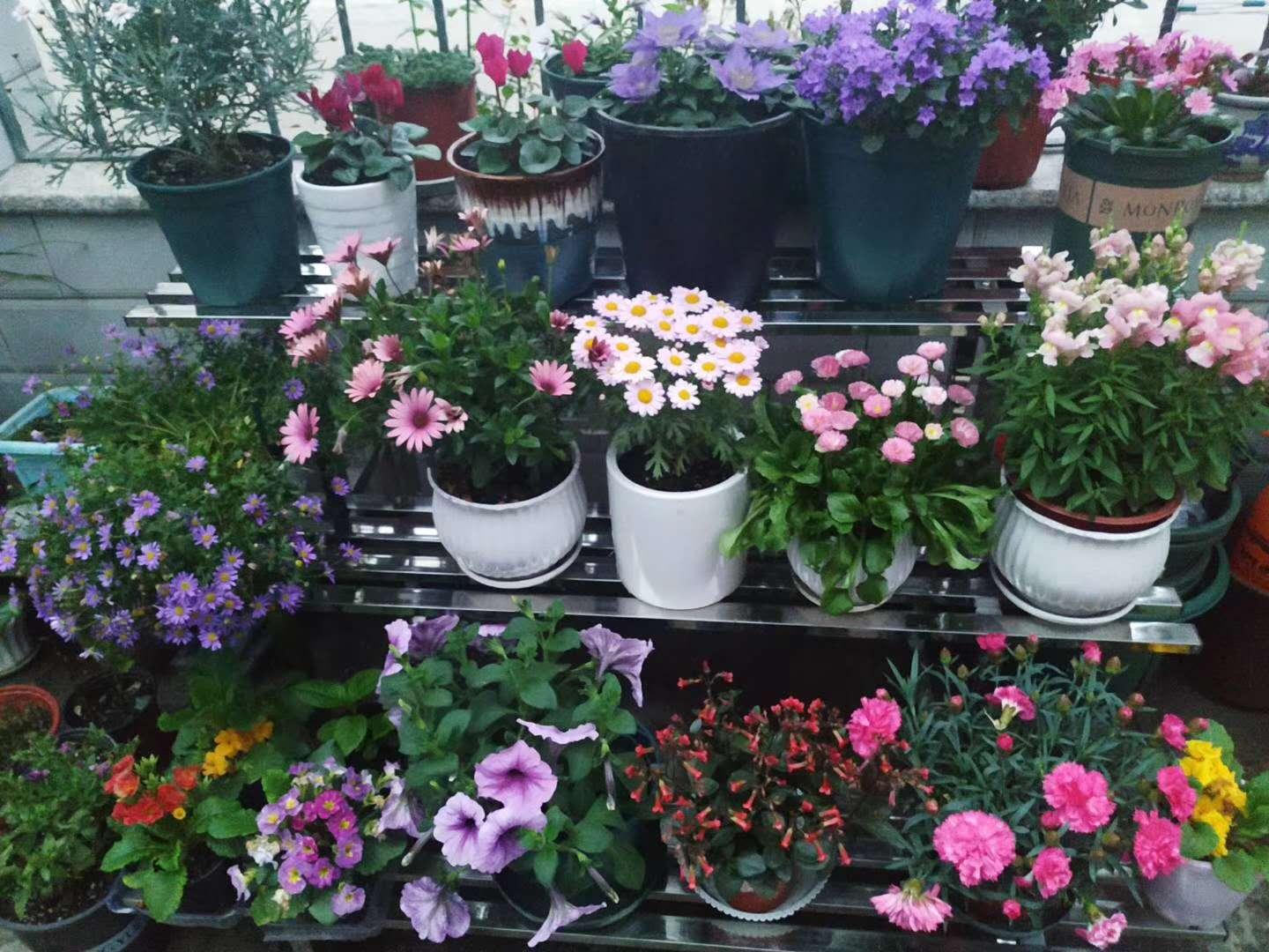 怎么养花才能养得好呢 v2-671b79ac81690ea85dfa63bbc90c25c1_1440w.jpg?source=172ae18b