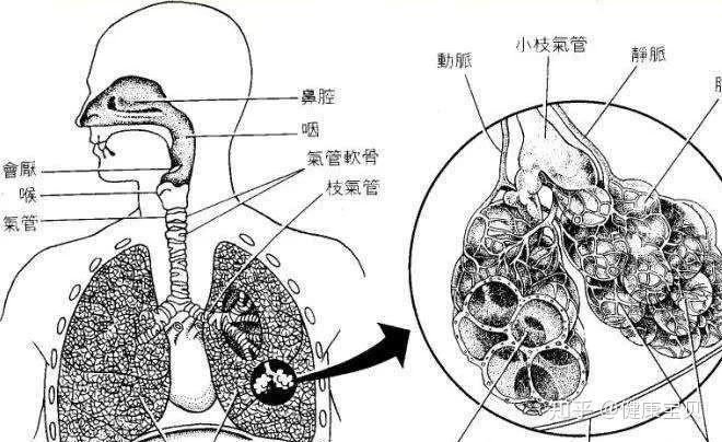 3,呼吸系統原因:由於持續的營養缺乏,鋅鐵硒等無法正常吸收,免疫系統