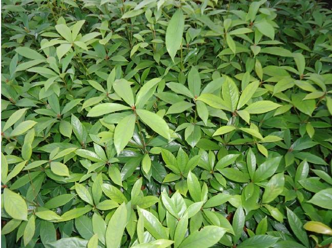 闽楠、祯楠、金丝楠到底啥关系？可以种植培育么？ - 知乎